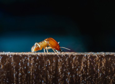 Why Use Termite-Proof Furniture? - CenturyPly